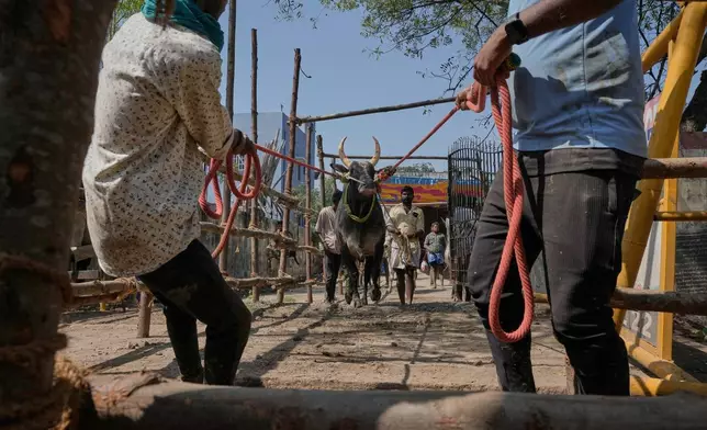 Handlers guide a bull to the arena for the Jallikattu bull-taming event at the annual harvest festival called Pongal in Avaniyapuram village on the outskirts of Madurai, India, Thursday, Jan. 15, 2026. (AP Photo/Mahesh Kumar A.)