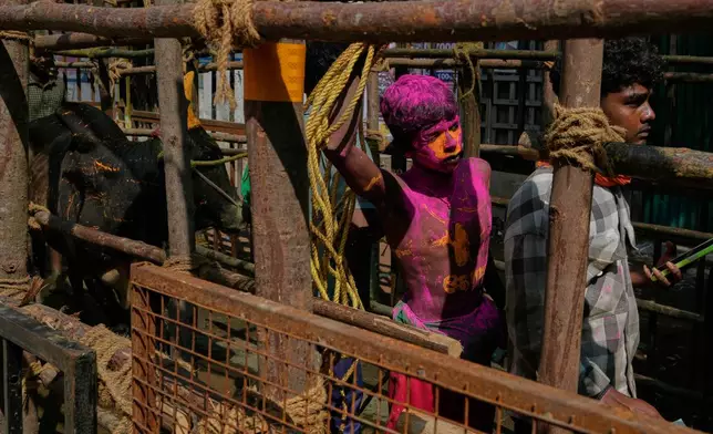 Bull owners line up with their animals as they wait to compete in the Jallikattu bull-taming event at the annual harvest festival called Pongal in Avaniyapuram village on the outskirts of Madurai, India, India, Thursday, Jan. 15, 2026. (AP Photo/Mahesh Kumar A.)