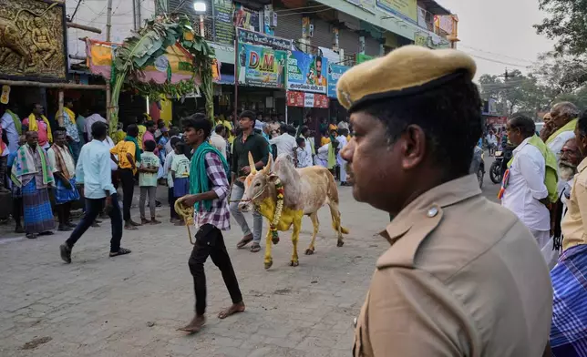 A man walks along with his bull to participate in the Jallikattu bull-taming event at the annual harvest festival called Pongal in Palamedu village on the outskirts of Madurai, India, Friday, Jan. 16, 2026. (AP Photo/Mahesh Kumar A.)