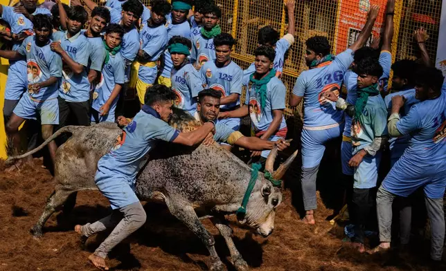 Bull tamers grapple with a bull during the Jallikattu bull-taming event at the annual harvest festival called Pongal in Avaniyapuram village on the outskirts of Madurai, India, Thursday, Jan. 15, 2026. (AP Photo/Mahesh Kumar A.)