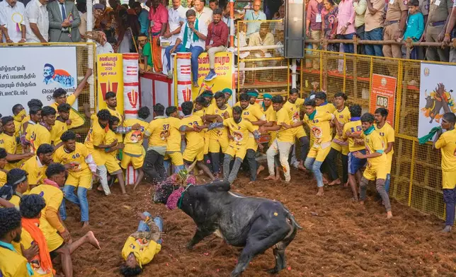 A participant falls while trying to restrain a bull during the Jallikattu bull-taming event at the annual harvest festival called Pongal in Avaniyapuram village on the outskirts of Madurai, India, Thursday, Jan. 15, 2026. (AP Photo/Mahesh Kumar A.)