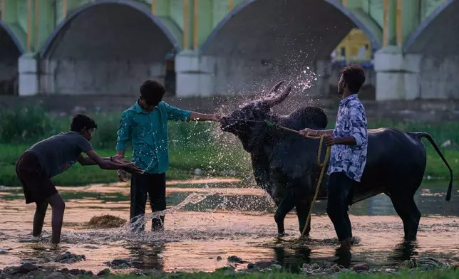 Caretakers bathe a bull for the Jallikattu bull-taming event at the annual harvest festival called Pongal in Madurai, India, Wednesday, Jan. 14, 2026. (AP Photo/Mahesh Kumar A.)