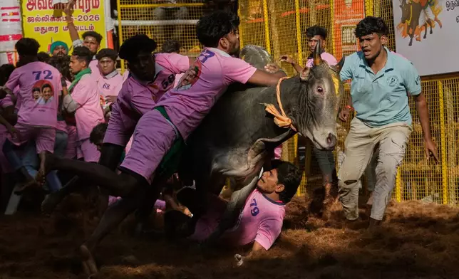 A tamer falls as a bull charges during the Jallikattu bull-taming event at the annual harvest festival called Pongal in Palamedu village on the outskirts of Madurai, India, Thursday, Jan. 15, 2026. (AP Photo/Mahesh Kumar A.)