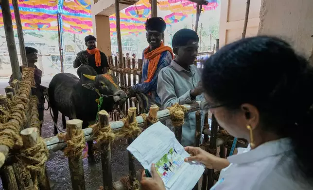 A veterinarian checks the records of a bull before it takes part in the Jallikattu bull-taming event at the annual harvest festival called Pongal in Avaniyapuram village on the outskirts of Madurai, India, Thursday, Jan. 15, 2026. (AP Photo/Mahesh Kumar A.)
