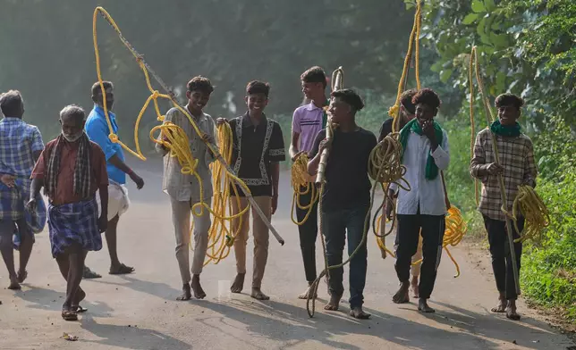 Bull handlers head to the collection area to get their animals after the Jallikattu bull-taming event at the annual harvest festival called Pongal in Palamedu village on the outskirts of Madurai, India, Friday, Jan. 16, 2026. (AP Photo/Mahesh Kumar A.)