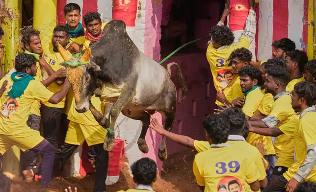 Bull tamers grapple with a bull during the Jallikattu bull-taming event at the annual harvest festival called Pongal in Palamedu village on the outskirts of Madurai, India, Friday, Jan. 16, 2026. (AP Photo/Mahesh Kumar A.)