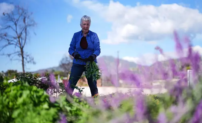 Judy Wallace clear weeds from her property which was destroyed by the Eaton Fire on the one-year anniversary of the fire Wednesday, Jan. 7, 2026, in Altadena, Calif. (AP Photo/Gregory Bull)
