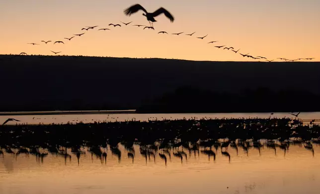 Migrating cranes flock at sunrise in Hula Lake conservation area, north of the Sea of Galilee, in northern Israel, Thursday, Jan. 15, 2026. (AP Photo/Ariel Schalit)