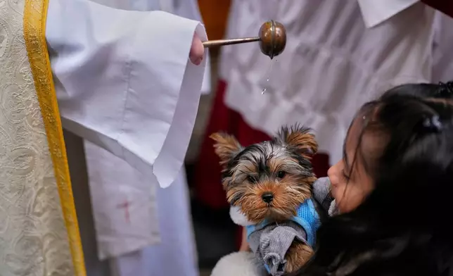 A priest anoints a dog at the San Anton church during the feast of Saint Anthony, Spain's patron saint of animals in Madrid, Spain, Saturday, Jan 17, 2026. (AP Photo/Manu Fernandez)