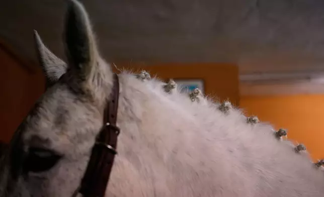 A horse is prepared to take part in a ritual in honor of Saint Anthony the Abbot, the patron saint of domestic animals, in San Bartolome de Pinares, Spain, Friday, Jan. 16, 2026. (AP Photo/Manu Fernandez)