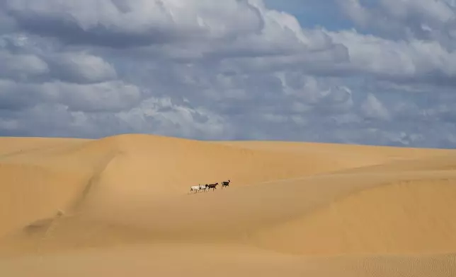 Goats cross the sand dunes at Medanos de Coro National Park in Falcon state, Venezuela, Thursday, Jan. 15, 2026. (AP Photo/Matias Delacroix)