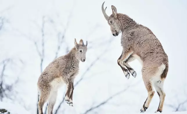 Siberian Ibexes fight in the snow at the zoo in Berlin, Germany, Monday, Jan. 5, 2026. (AP Photo/Ebrahim Noroozi)