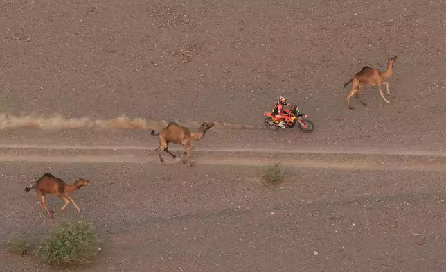Rider Daniel Sanders drives beside camels during the second stage of the Dakar Rally between Yanbu and Alula, Saudi Arabia, Monday, Jan. 5, 2026. (AP Photo/Thibault Camus)