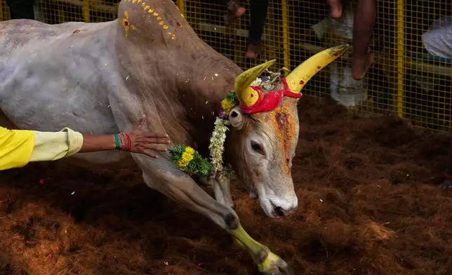 Bull tamers grapple with a bull during the Jallikattu bull-taming event at the annual harvest festival called Pongal in Avaniyapuram village on the outskirts of Madurai, India, Thursday, Jan. 15, 2026. (AP Photo/Mahesh Kumar A.)
