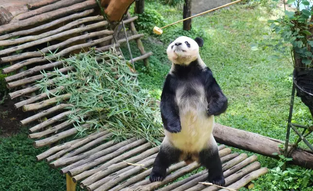 Cai Tao, a 15-year-old giant panda, the father of Satrio Wiratama, the first panda cub born in Indonesia, stands up as he is given food by a staff in his enclosure at Indonesia Safari Park, in Bogor, West Java, Indonesia, Tuesday, Jan. 6, 2026. (AP Photo/Dita Alangkara)