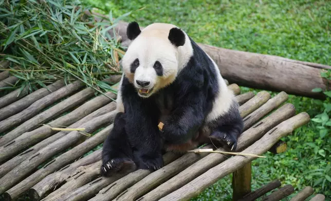 Cai Tao, a 15-year-old giant panda, the father of Satrio Wiratama, the first panda cub born in Indonesia, sits in his enclosure at Indonesia Safari Park, in Bogor, West Java, Indonesia, Tuesday, Jan. 6, 2026. (AP Photo/Dita Alangkara)