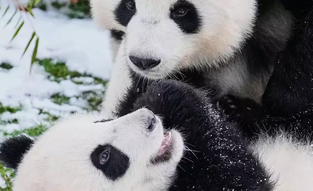 FILE - Panda cubs play in their enclosure at the Zoo in Berlin, Germany, Jan. 5, 2026. (AP Photo/Ebrahim Noroozi, File)