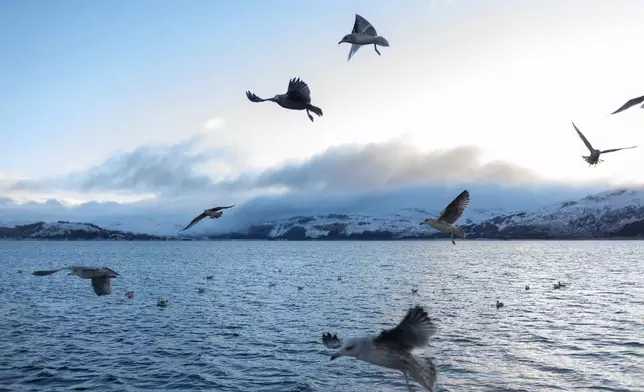 Seagulls fly near a creel fishing vessel in Loch Alsh off the coast of Kyleakin, Scotland on Nov. 20, 2025. (AP Photo/Emily Whitney)