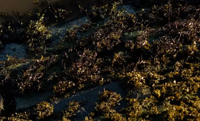 Algae grows on the rocks of a tidal path connecting the mainland to Cramond Island on Nov. 17, 2025, in Cramond Village, Scotland. (AP Photo/Emily Whitney)