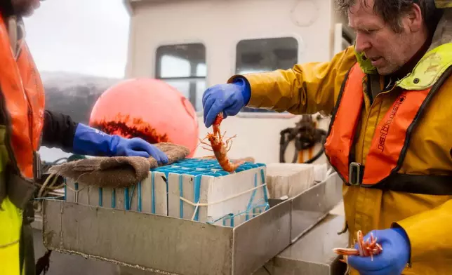 Bally Philp stores fresh-caught prawns on Nov. 20, 2025, off the coast of Kyleakin, Scotland, which are later delivered to buyers alive. (AP Photo/Emily Whitney)