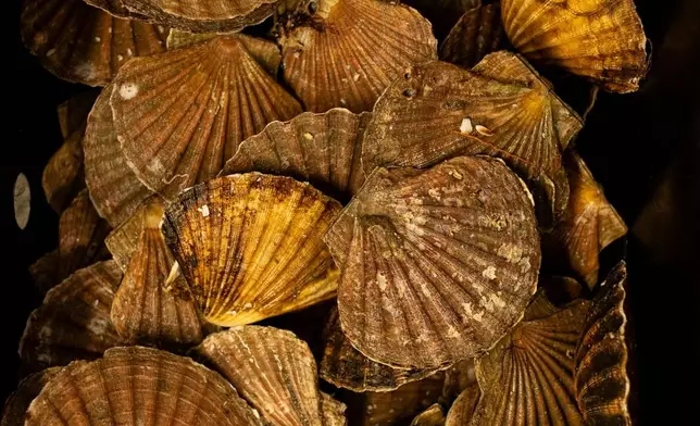 Extra shells from scallops are stored at Keltic Seafare on Nov. 21, 2025, in Dingwall, Scotland. (AP Photo/Emily Whitney)