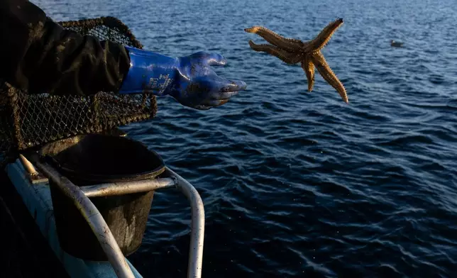A starfish is returned to the sea on Nov. 20, 2025, off the coast of Kyleakin, Scotland. Any small amounts of bycatch are tossed back into the loch when caught by creel fisheries and the vast majority of it survives the process. (AP Photo/Emily Whitney)