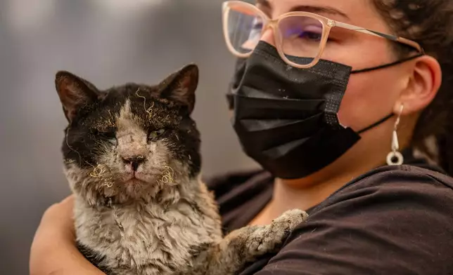 A woman holds a cat rescued after wildfires swept through homes near Lirquen, Chile, Sunday, Jan. 18, 2026. (AP Photo/Javier Torres)