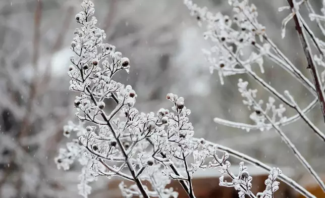 Ice covers tree limbs during a winter storm Sunday, Jan. 25, 2026, in Nashville, Tenn. (AP Photo/George Walker IV)