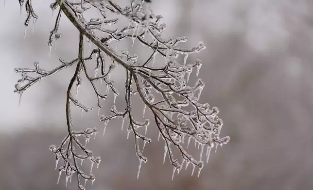 Ice covers a tree branch Wednesday, Jan. 28, 2026, in Nashville, Tenn. after a winter storm passed through area over the weekend. (AP Photo/George Walker IV)