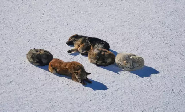 Stray dogs rest on the snow at the Mzaar-Kfardebian ski resort northeast of Beirut, Lebanon, Saturday, Jan. 3, 2026. (AP Photo/Hassan Ammar)