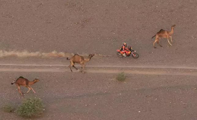 FILE - Rider Daniel Sanders drives beside camels during the second stage of the Dakar Rally between Yanbu and Alula, Saudi Arabia, Monday, Jan. 5, 2026. (AP Photo/Thibault Camus, File)