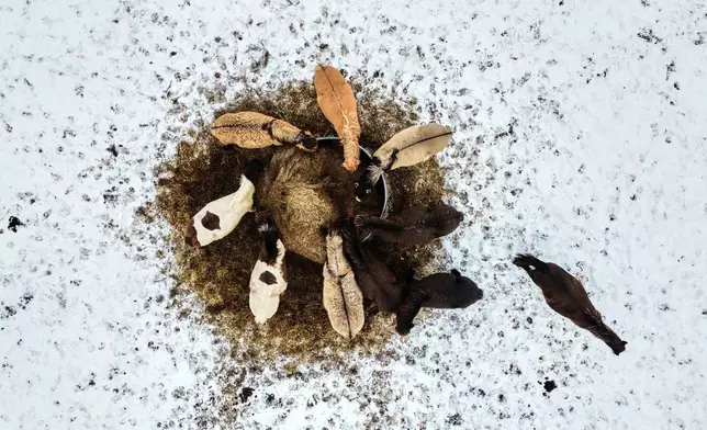 FILE - Horses eat hay from a box at a stud farm in Wehrheim near Frankfurt, Germany, Thursday, Jan. 8, 2026. (AP Photo/Michael Probst, File)