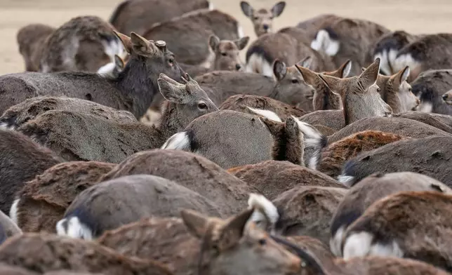 Deer wait for food from tourists at a park in Nara, western Japan, Wednesday, Jan. 14, 2026, where more than 1,000 free-roaming deer considered sacred in Shinto belief have become one of the city's most popular tourist attractions. (AP Photo/Eugene Hoshiko)