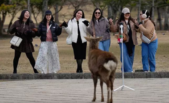 Tourists pose for their selfie as a deer waits for food at a park, in Nara, western Japan, Wednesday, Jan. 14, 2026, where more than 1,000 free-roaming deer considered sacred in Shinto belief have become one of the city's most popular tourist attractions. (AP Photo/Eugene Hoshiko)