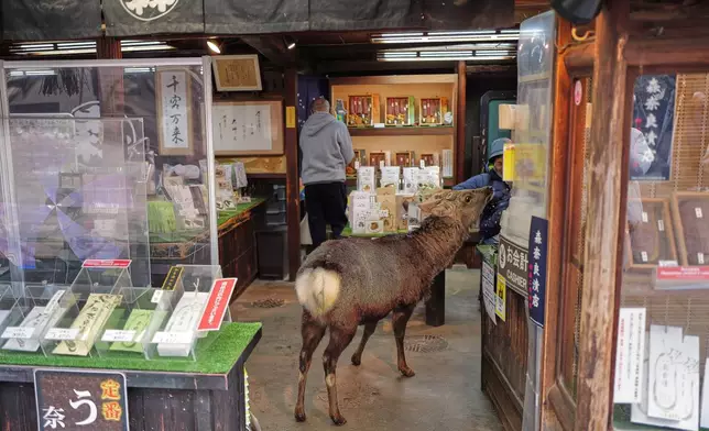 A deer walks into a shop at a park in Nara, western Japan, Wednesday, Jan. 14, 2026, where more than 1,000 free-roaming deer considered sacred in Shinto belief have become one of the city's most popular tourist attractions. (AP Photo/Eugene Hoshiko)