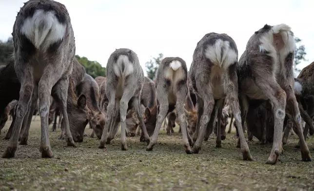 Deer are fed by a staff at a park in Nara, western Japan, Wednesday, Jan. 14, 2026, where more than 1,000 free-roaming deer considered sacred in Shinto belief have become one of the city's most popular tourist attractions. (AP Photo/Eugene Hoshiko)