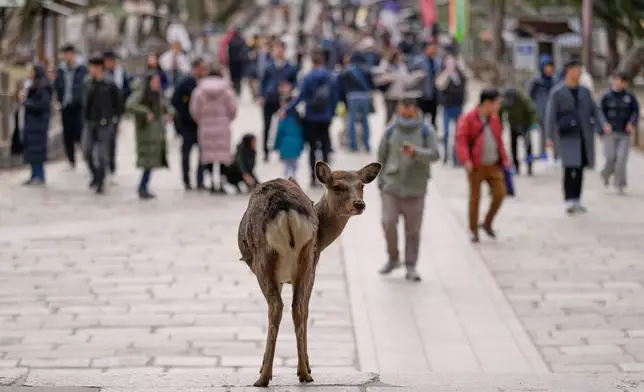 A deer waits for food from tourists near Todaiji temple, in Nara, western Japan, Wednesday, Jan. 14, 2026, where more than 1,000 free-roaming deer considered sacred in Shinto belief have become one of the city's most popular tourist attractions. (AP Photo/Eugene Hoshiko)