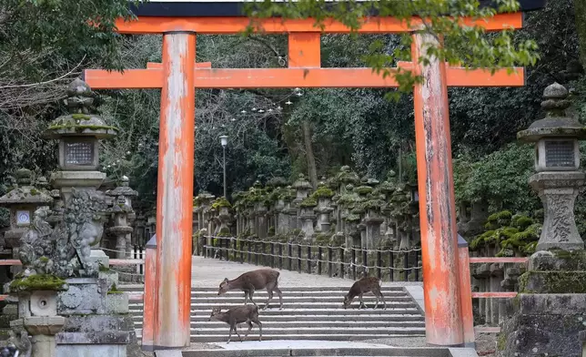 Deer stroll at a Torii shrine gate at Kasuga Taisha shrine in Nara, western Japan, Wednesday, Jan. 14, 2026, where more than 1,000 free-roaming deer considered sacred in Shinto belief have become one of the city's most popular tourist attractions. (AP Photo/Eugene Hoshiko)