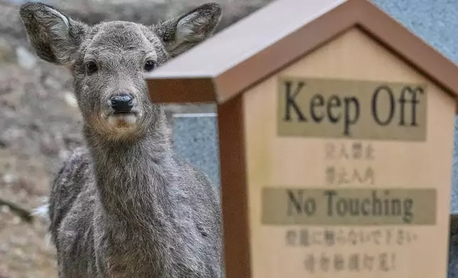 A deer peeks behind of a sign at a park in Nara, western Japan, Wednesday, Jan. 14, 2026, where more than 1,000 free-roaming deer considered sacred in Shinto belief have become one of the city's most popular tourist attractions. (AP Photo/Eugene Hoshiko)