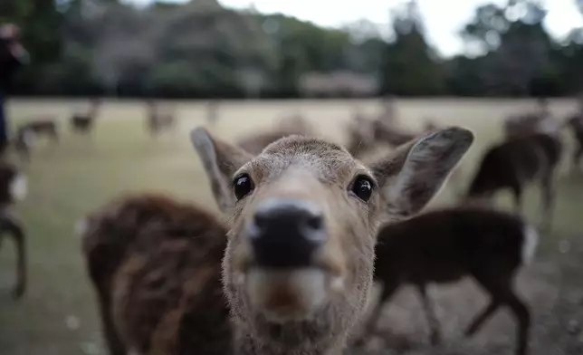 A deer waits for food from tourists at a park in Nara, western Japan, Wednesday, Jan. 14, 2026, where more than 1,000 free-roaming deer considered sacred in Shinto belief have become one of the city's most popular tourist attractions. (AP Photo/Eugene Hoshiko)