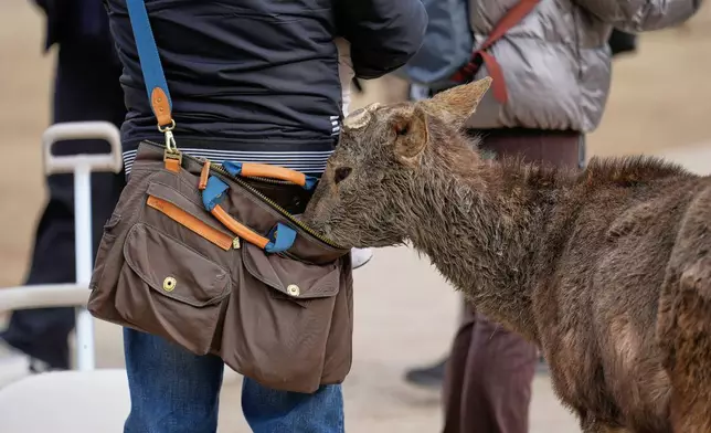 A deer pokes its head into a tourist's bag while looking for food at a park, in Nara, western Japan, Wednesday, Jan. 14, 2026, where more than 1,000 free-roaming deer considered sacred in Shinto belief have become one of the city's most popular tourist attractions. (AP Photo/Eugene Hoshiko)