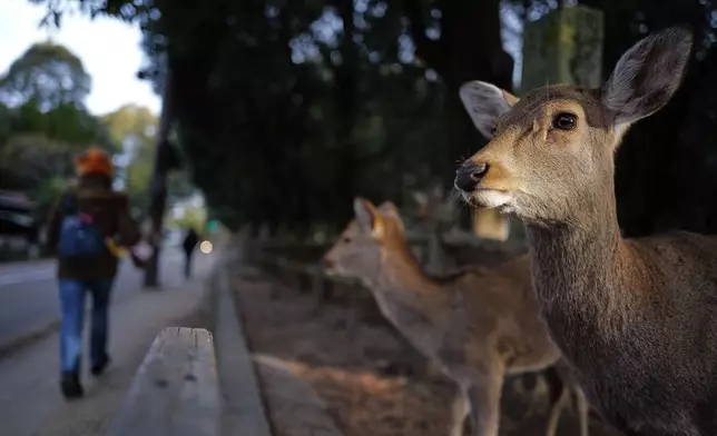 Deer stroll at a park in Nara, western Japan, early Wednesday, Jan. 14, 2026, where more than 1,000 free-roaming deer considered sacred in Shinto belief have become one of the city's most popular tourist attractions. (AP Photo/Eugene Hoshiko)