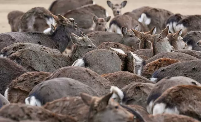 Deer wait for food from tourists at a park in Nara, western Japan, Wednesday, Jan. 14, 2026, where more than 1,000 free-roaming deer considered sacred in Shinto belief have become one of the city's most popular tourist attractions. (AP Photo/Eugene Hoshiko)