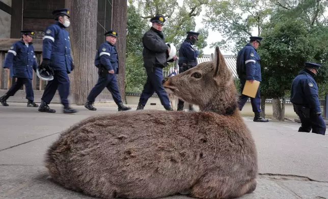 A deer rests at Todaiji temple in Nara, western Japan, Wednesday, Jan. 14, 2026, in Nara, western Japan, as police officers walk by. (AP Photo/Eugene Hoshiko)