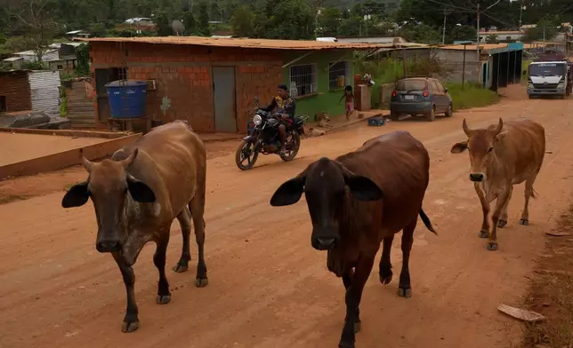 Cows are herded through the gold mining town of El Callao, Venezuela, Tuesday, Jan. 22, 2026. (AP Photo/Matias Delacroix)