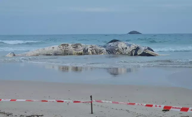 Whale carcass found in Ham Tin Wan  Source: HKSAR Government Press Releases