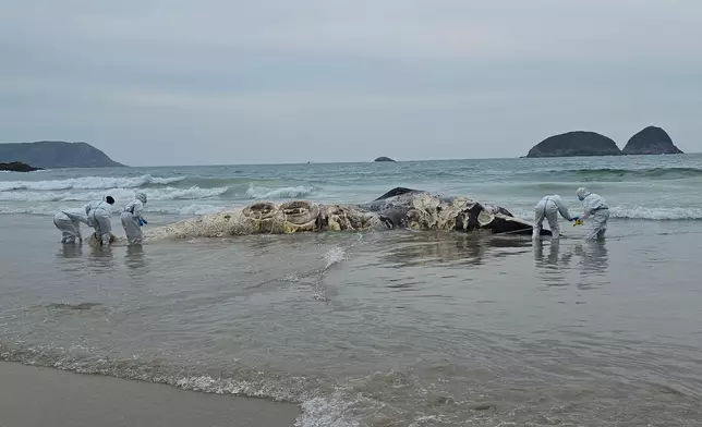 Whale carcass found in Ham Tin Wan  Source: HKSAR Government Press Releases