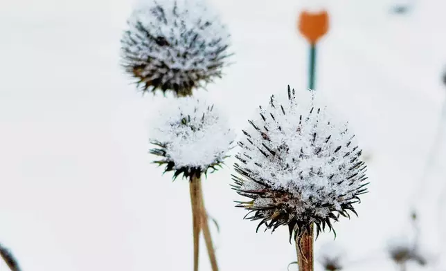 Snow covers bergamot stalks in a garden after a winter storm in Westchester County, N.Y.,, on Jan 26, 2026. (AP Photo/Julia Rubin)