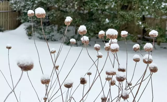 Snow covers bergamot stalks in a garden after a winter storm in Westchester County, N.Y.,, on Jan 26, 2026. (AP Photo/Julia Rubin)