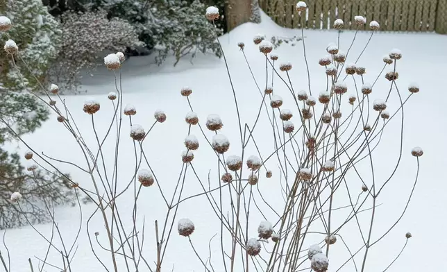 Snow covers bergamot stalks in a garden after a winter storm in Westchester County, N.Y.,, on Jan 26, 2026. (AP Photo/Julia Rubin)